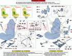 SEATS - SEAT BELTS, GUIDES AND ADJUSTMENT