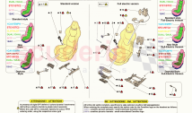 FRONT SEATS - SEATS AND GUIDES