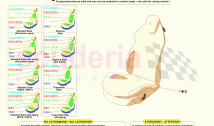 FRONT SEATS - SEATS AND GUIDES